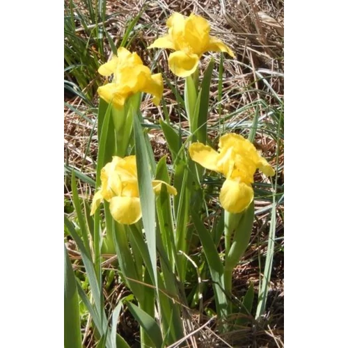 Iris pumila 'Path of Gold'