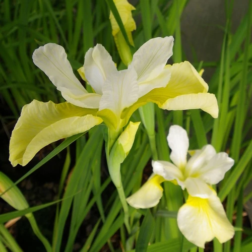 Iris sibirica 'Butter and Sugar'