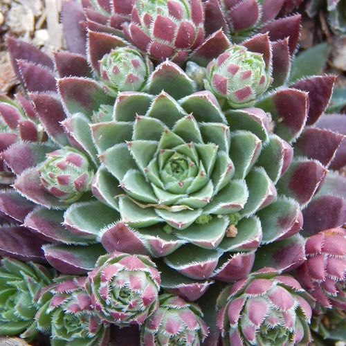 Jovibarba hirta 'Purpurea'