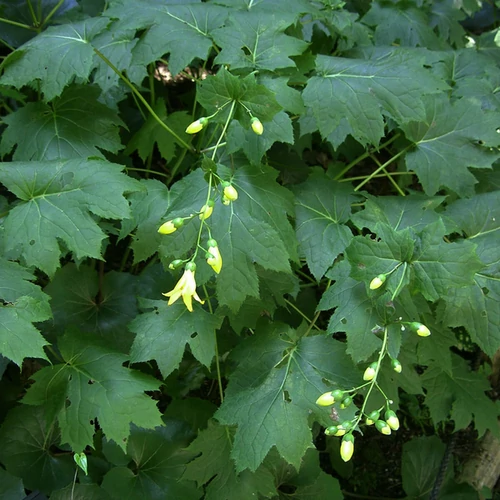 Kirengeshoma palmata