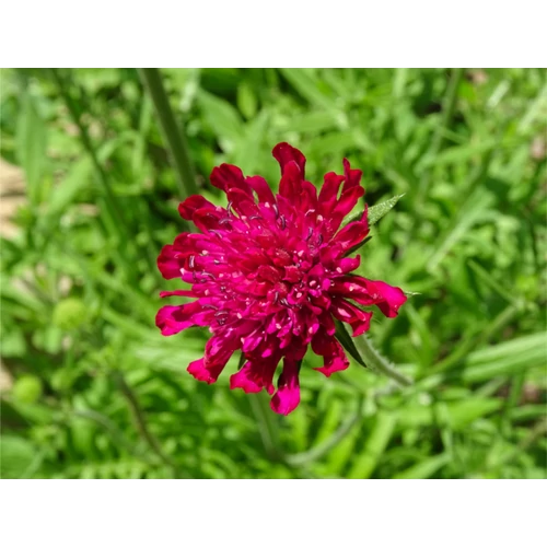 Knautia macedonica 'Red Knight'