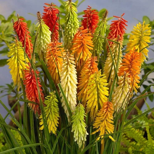 Kniphofia 'Flamenco'