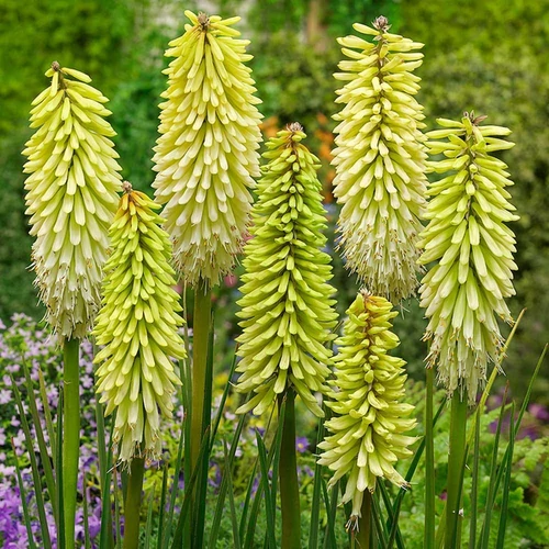 Kniphofia 'Ice Queen'