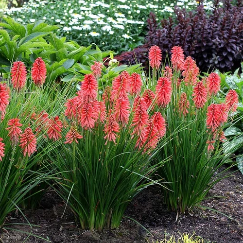 Kniphofia 'Poco Red'