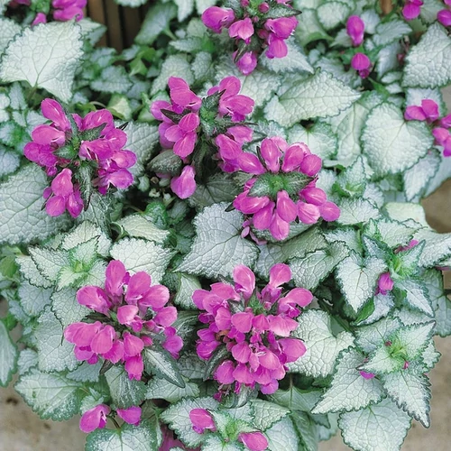 Lamium maculatum 'Beacon Silver'