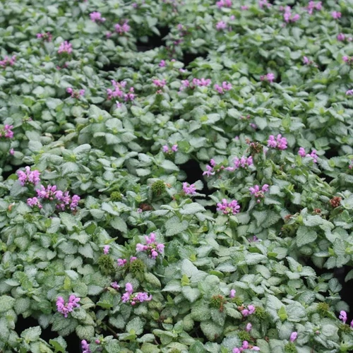 Lamium maculatum 'Red Nancy'
