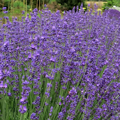 Lavandula angustifolia 'Beate'