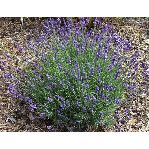 Lavandula angustifolia 'Blue Cushion'