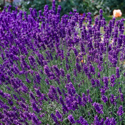 Levendula törpe - Lavandula angustifolia 'Dwarf Blue' 10/20cm K9x9cm