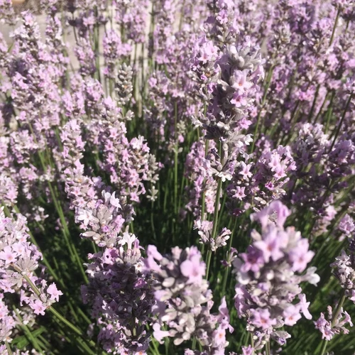 Lavandula angustifolia 'Miss Katherine'