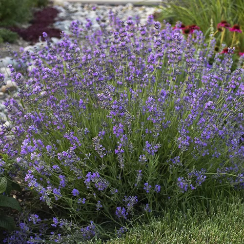 Lavandula angustifolia 'Munstead'