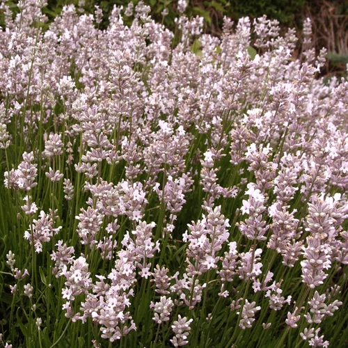 Lavandula angustifolia 'Rosea'