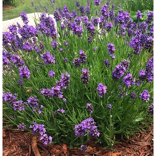 Lavandula angustifolia 'Thumbelina Leigh'