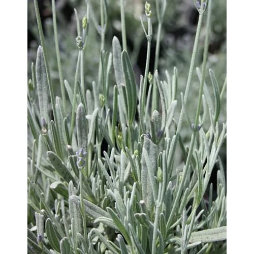 Lavandula chaytorae 'Silver Frost'