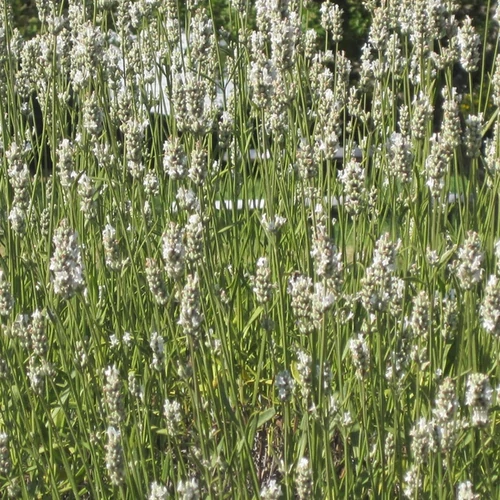 Lavandula intermedia 'Edelweiss'