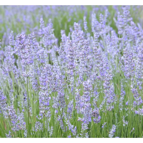 Lavandula intermedia 'Grappenhall'