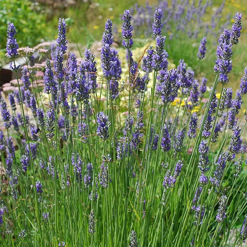 Levendula lila - Lavandula intermedia 'Grosso' 10/20cm K9x9cm