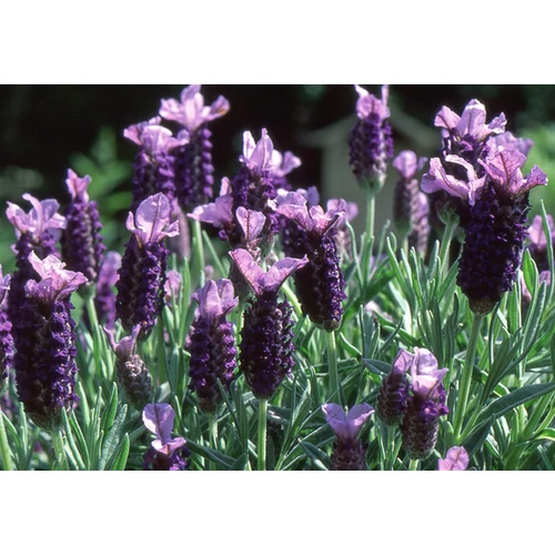 Lavandula stoechas
