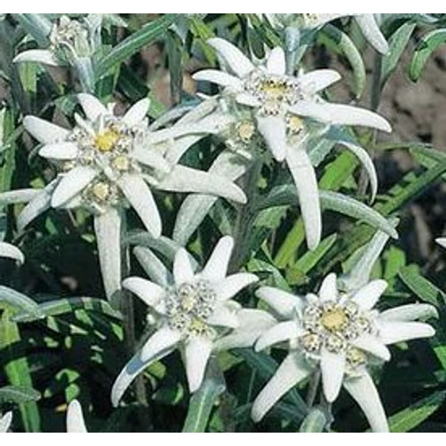 Leontopodium alpinum 'Everest'