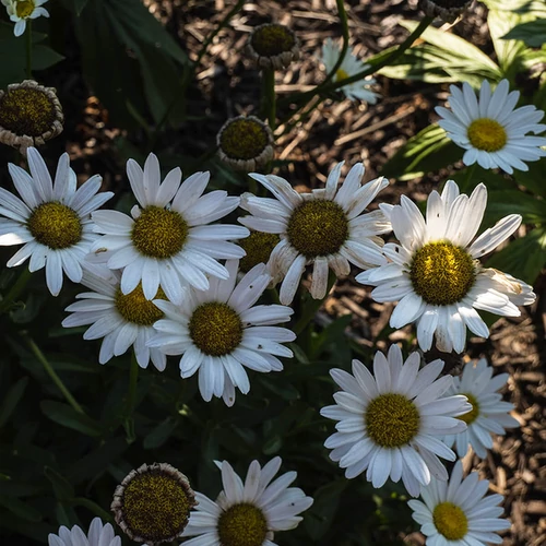 Leucanthemum superbum 'Becky'