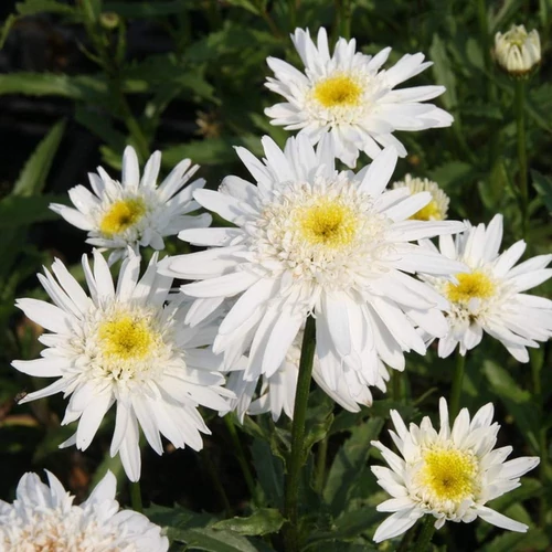 Leucanthemum superbum 'Christine Hagemann'