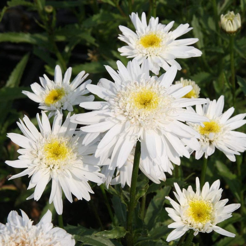 Leucanthemum superbum 'Christine Hagemann'