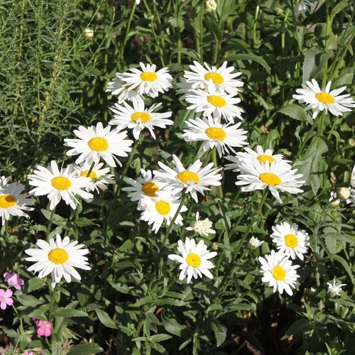Leucanthemum superbum 'Gruppenstolz'