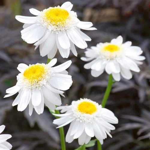 Leucanthemum superbum 'Sunny Side Up'