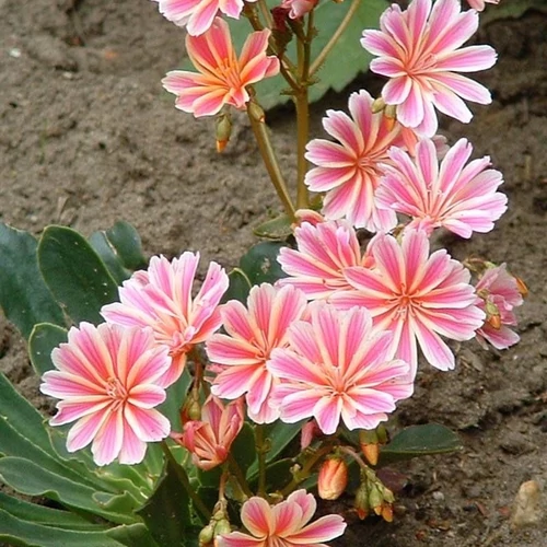 Lewisia 'Regenbogen'