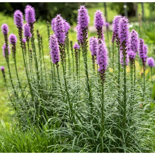 Liatris spicata