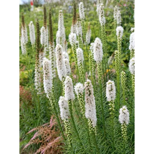 Díszcsorba füzéres fehér - Liatris spicata 'Floristan Weiss' 20/30cm K14cm
