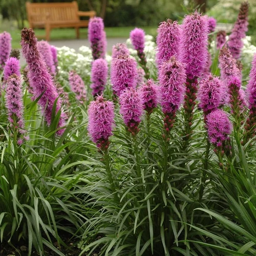 Liatris spicata 'Kobold'