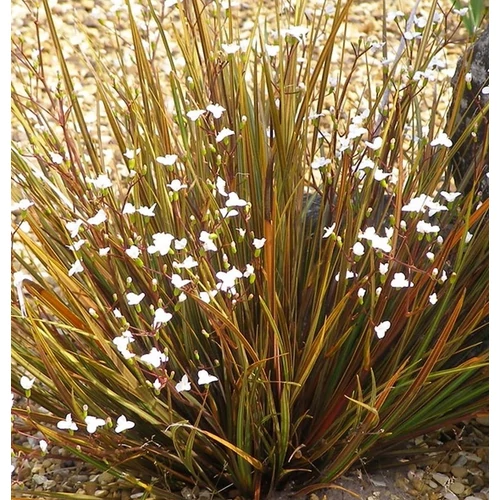 Libertia ixioides 'Taupo Sunset'