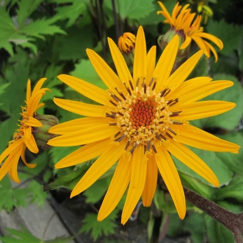 Ligularia dentata 'Desdemona'