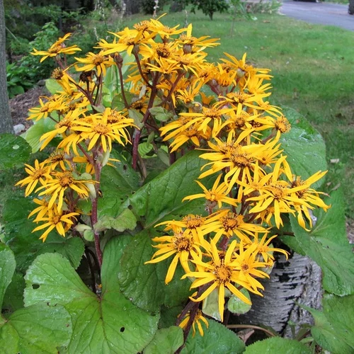 Ligularia dentata 'Othello'