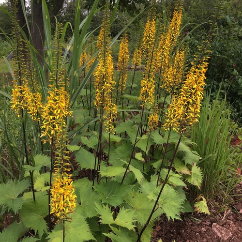 Ligularia stenocephala 'Little Rocket'
