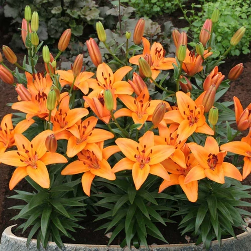 Lilium 'Abbevilles Pride'
