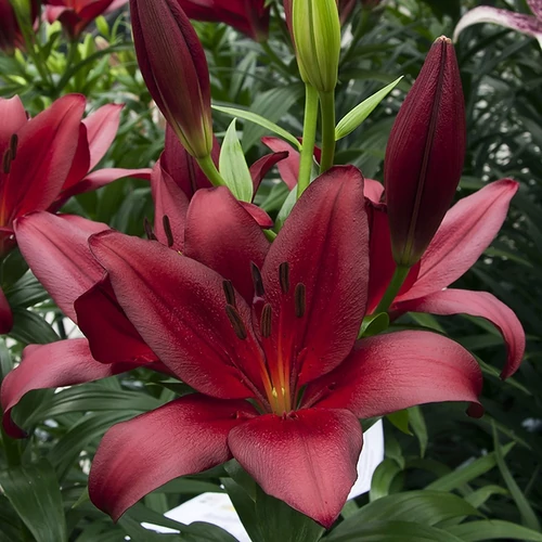 Lilium 'Cavoli'