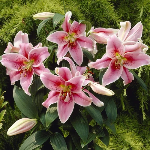 Lilium 'Mona Lisa'