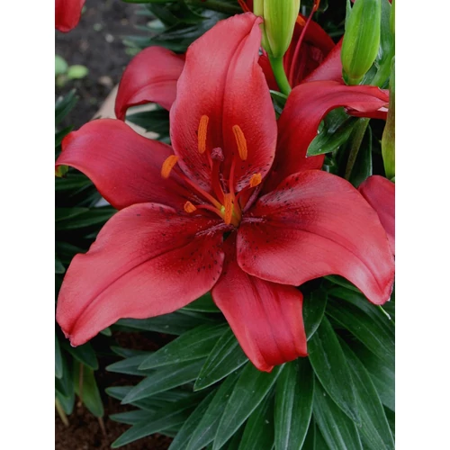 Lilium asiatic 'Salinero'