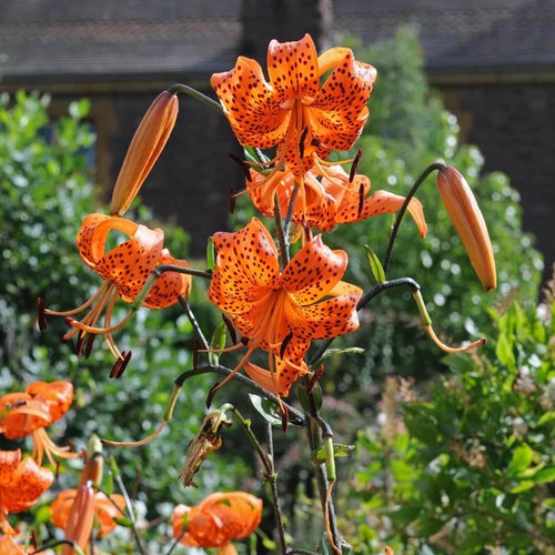 Lilium tigrinum