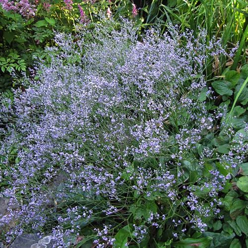 Limoniuml atifolium
