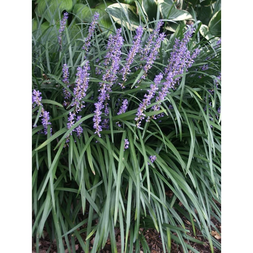 Gyepliliom gyöngyikés lila - Liriope muscari 'Big Blue' 20/30cm K14cm