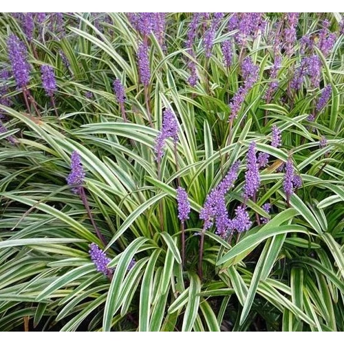 Liriope muscari 'Variegata'