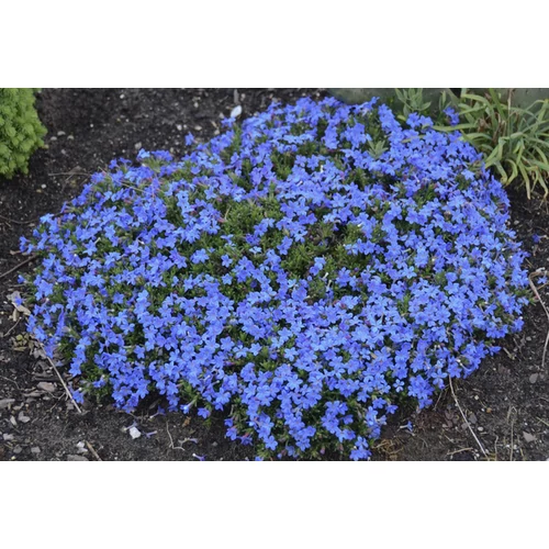 Lithodora diffusa 'Grace Ward'