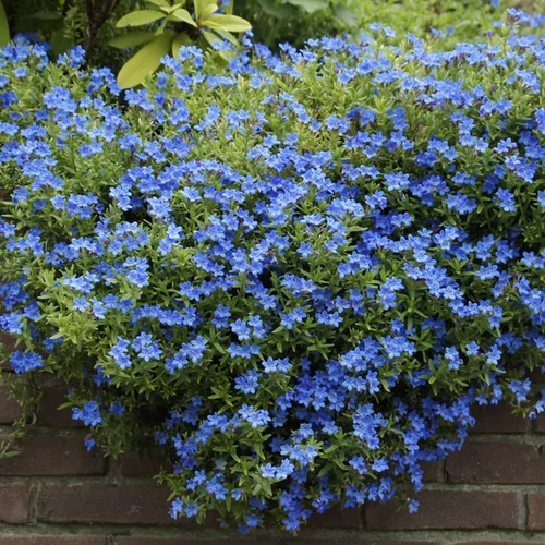 Lithodora diffusa 'Heavenly Blue'
