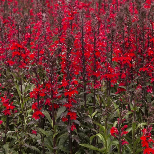 Lobelia speciosa 'Fan Burgundy'