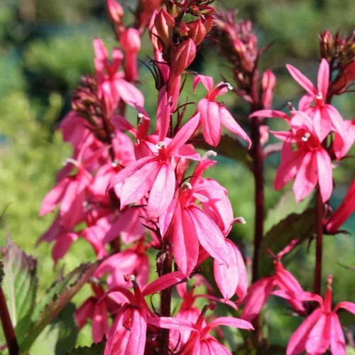 Lobelia speciosa 'Fan Salmon'