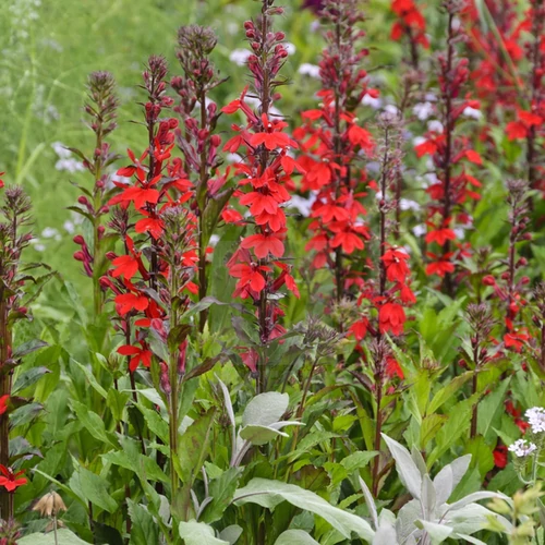 Lobelia speciosa 'Fan Scarlet'