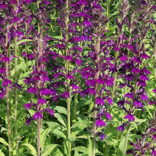 Lobelia speciosa 'Hadspen Purple'